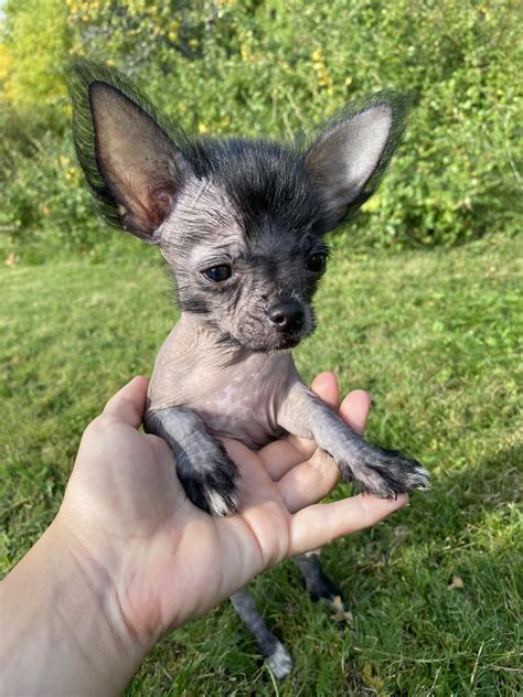 Chin Crested Breed Information and Pictures. . Chinese crested chihuahua mix for sale